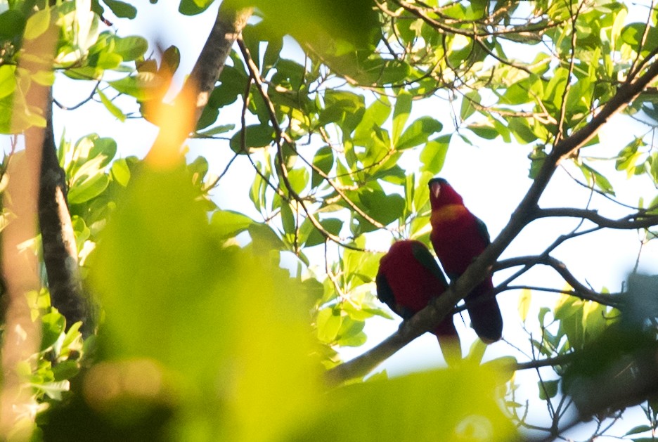 Purple-naped Lory - ML24100481