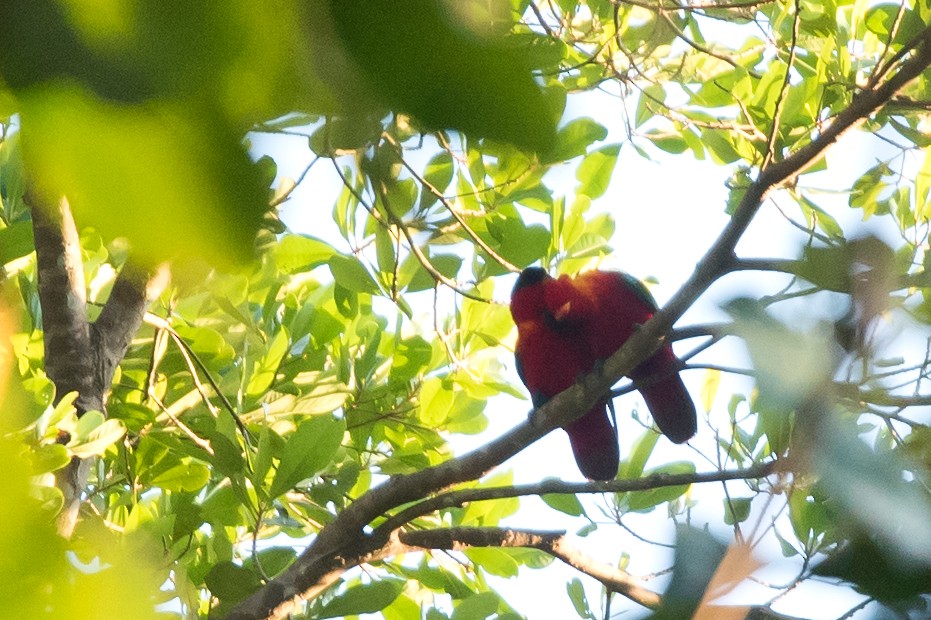 Purple-naped Lory - ML24100491