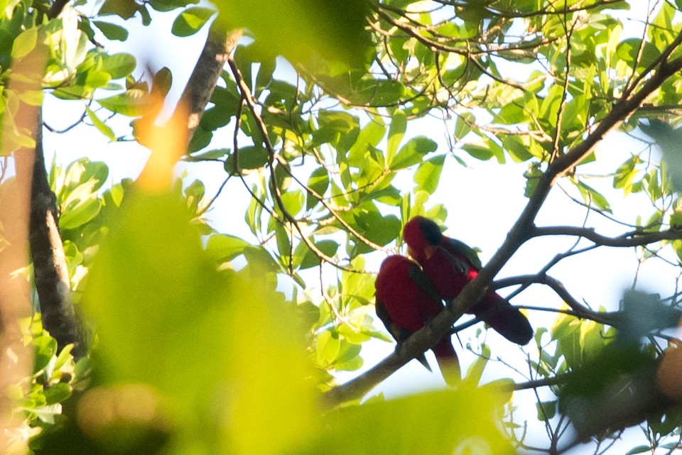 Purple-naped Lory - ML24100501