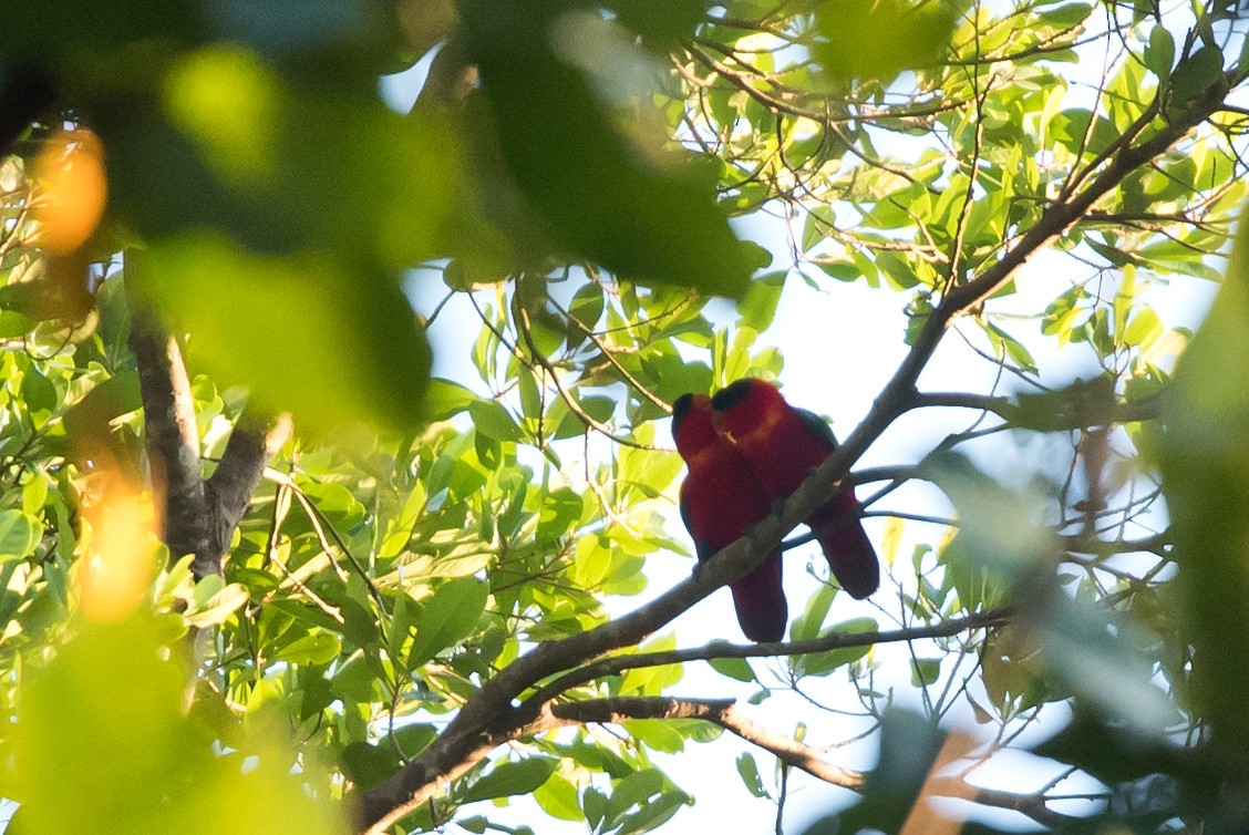 Purple-naped Lory - ML24100511