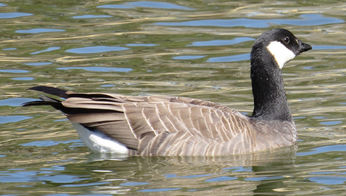 Cackling Goose (minima) - ML24100521