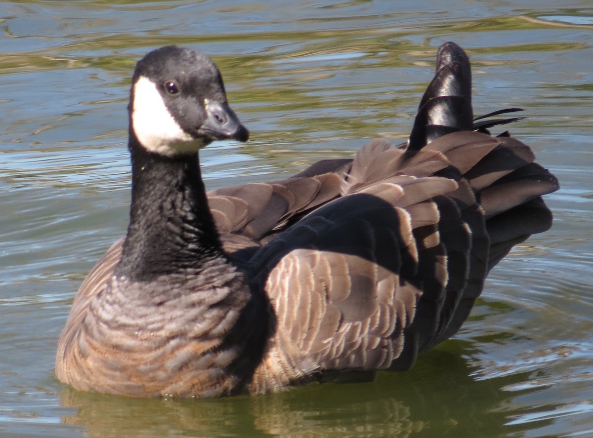 Cackling Goose (minima) - Thomas Wurster