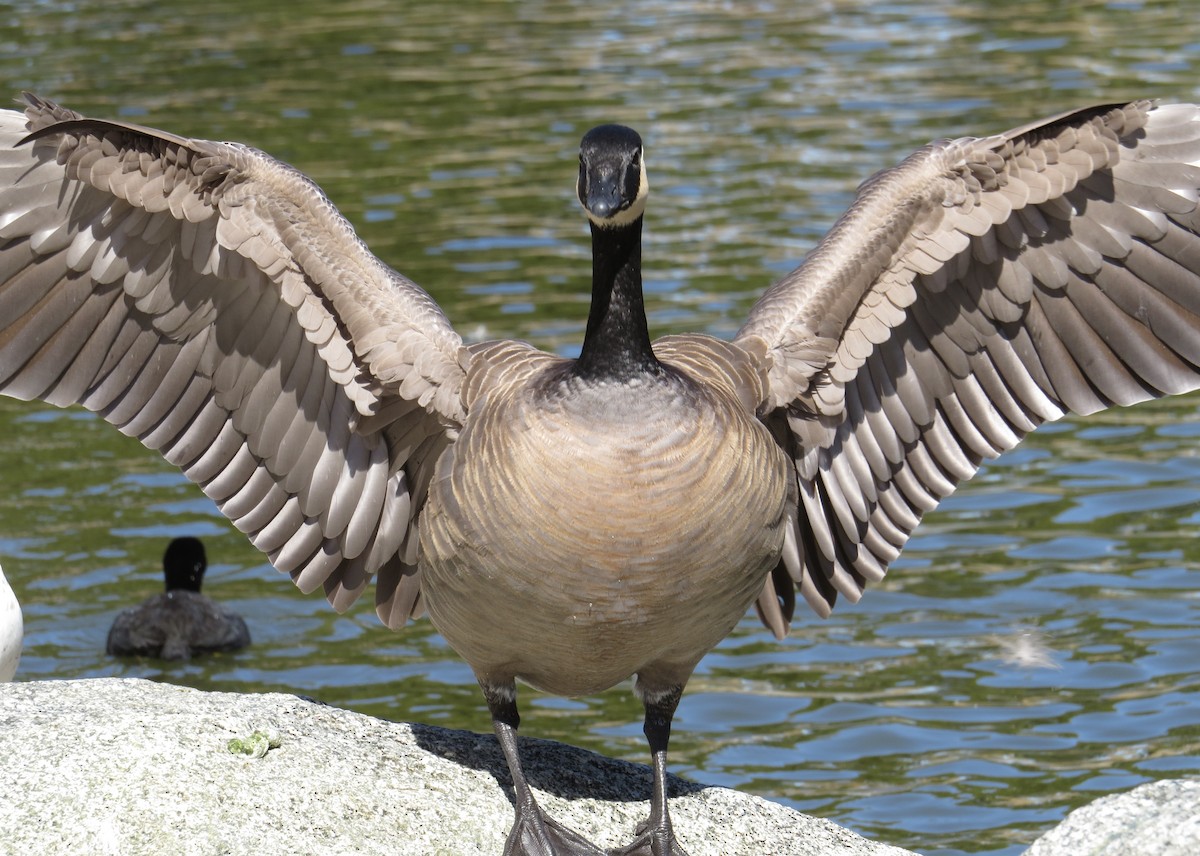 Cackling Goose (minima) - ML24100551