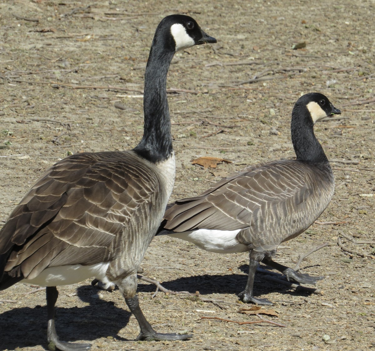 Cackling Goose (minima) - ML24100561