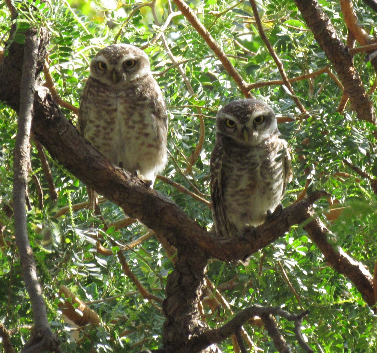 Spotted Owlet - ML241005771