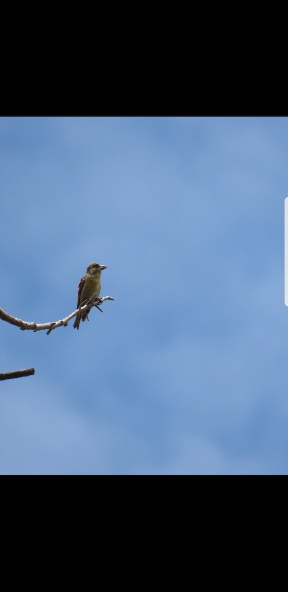 Red Crossbill - ML241006171