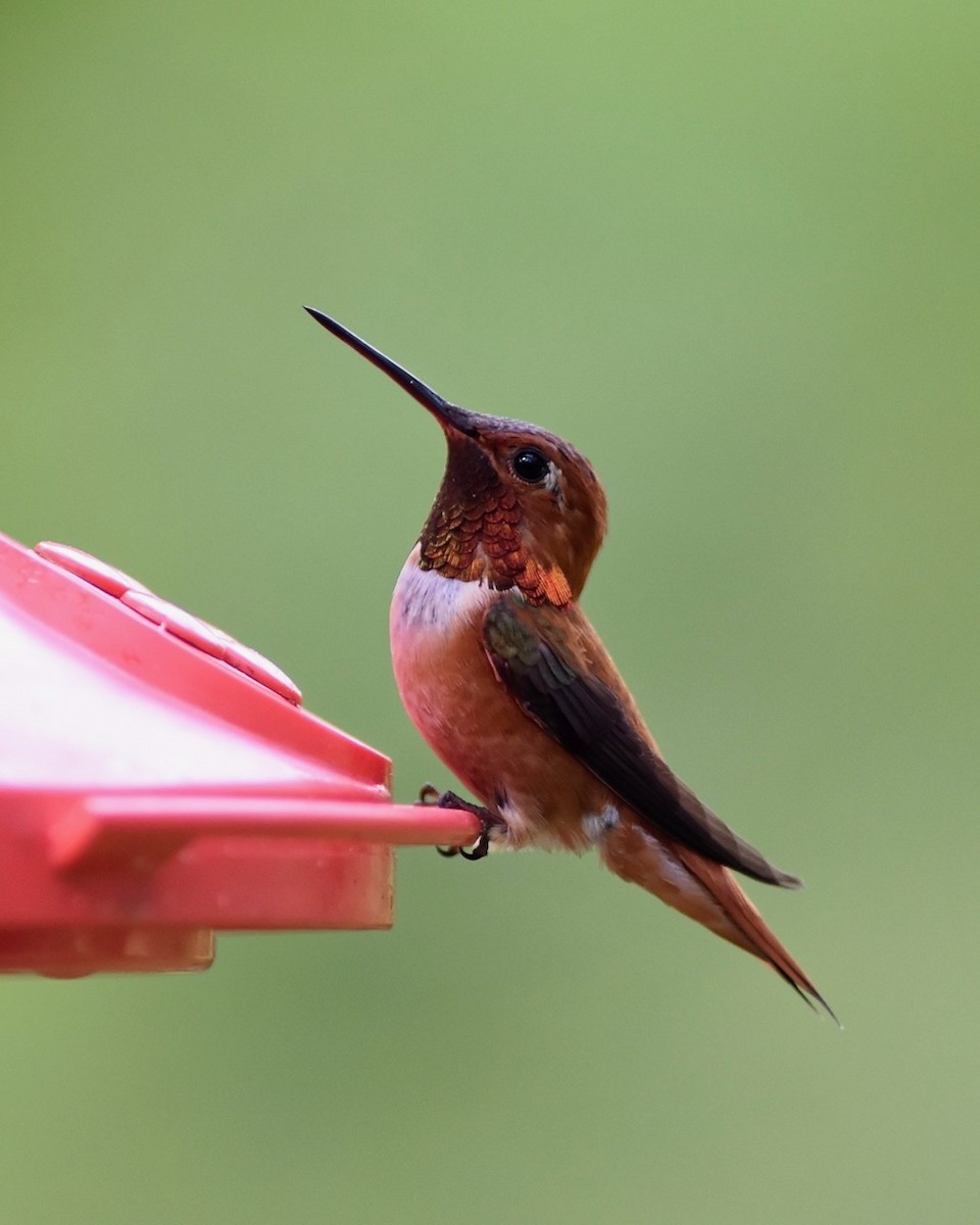 Rufous Hummingbird - Monika Wieland Shields