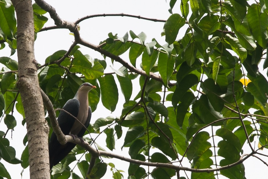 Seram Mountain-Pigeon - ML24100781