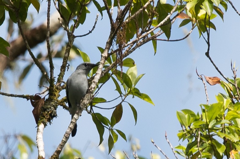 Common Cicadabird - ML24100961