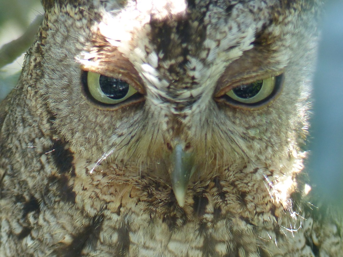 Eastern Screech-Owl - Spoetzl Cornell