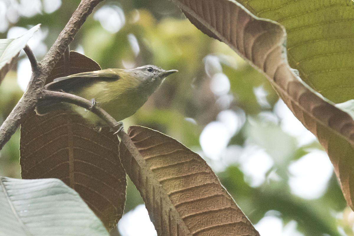 Island Leaf Warbler (Seram) - ML24101091