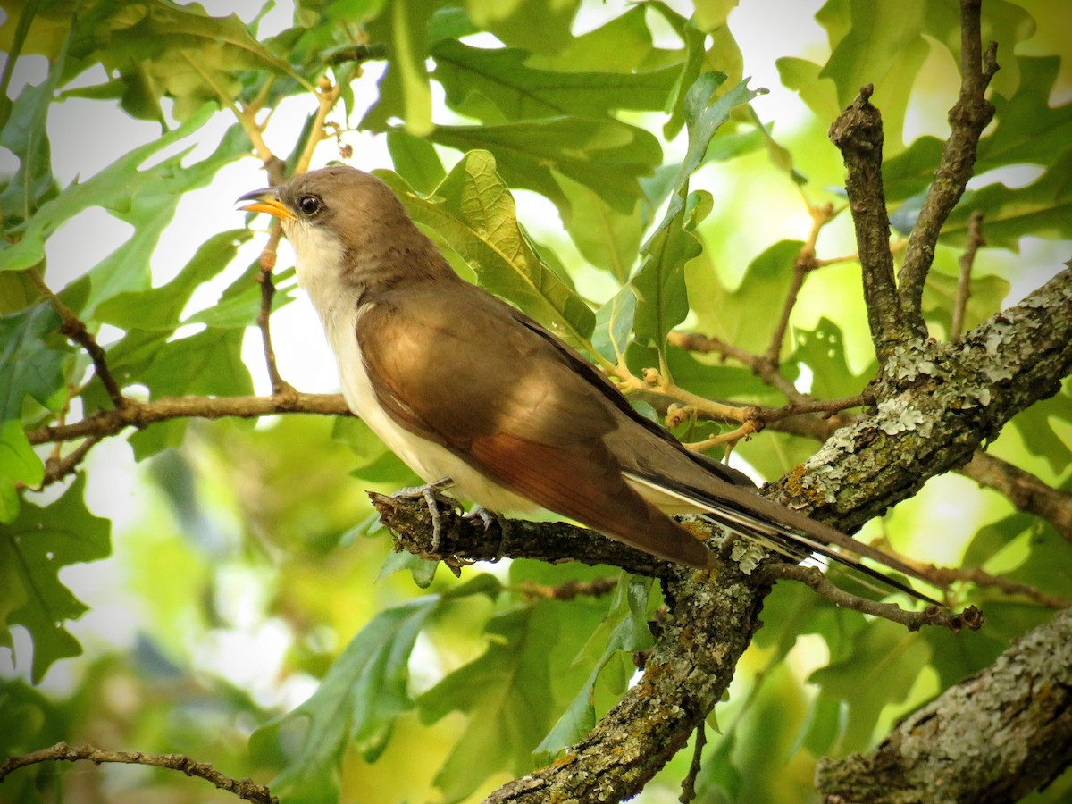 Yellow-billed Cuckoo - Lora Weber