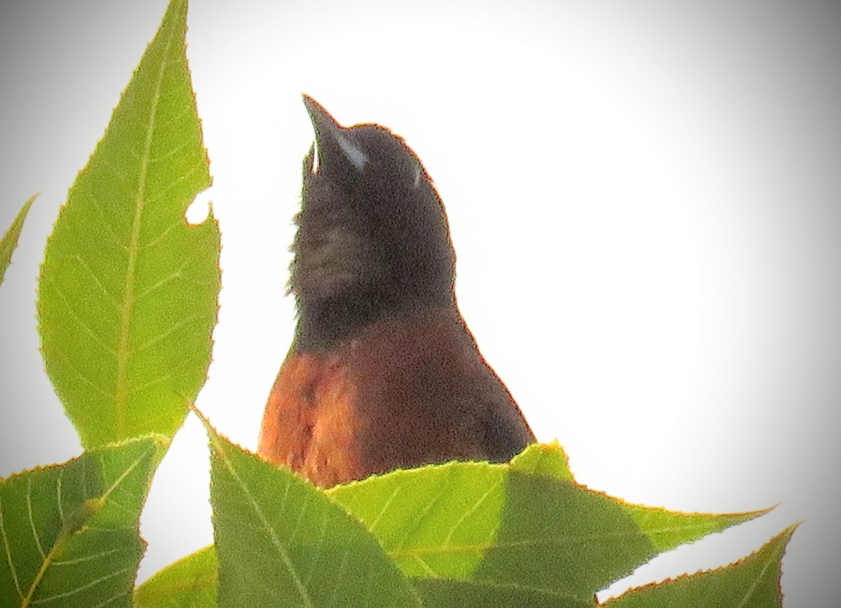 Orchard Oriole - ML241011251