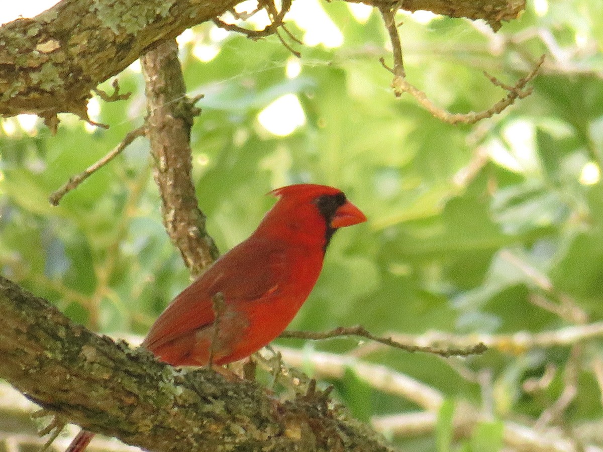 Northern Cardinal - ML241011381