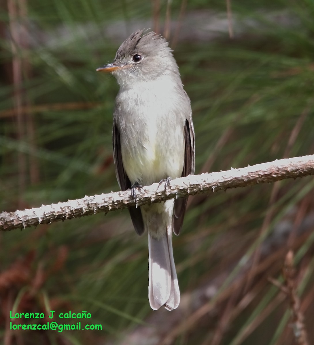 Northern Tropical Pewee - ML241012481