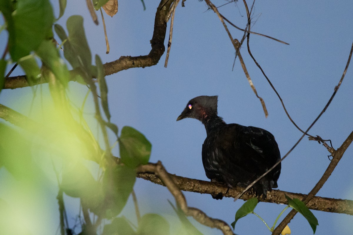 Molukken-Großfußhuhn (forsteni/buruensis) - ML24101281