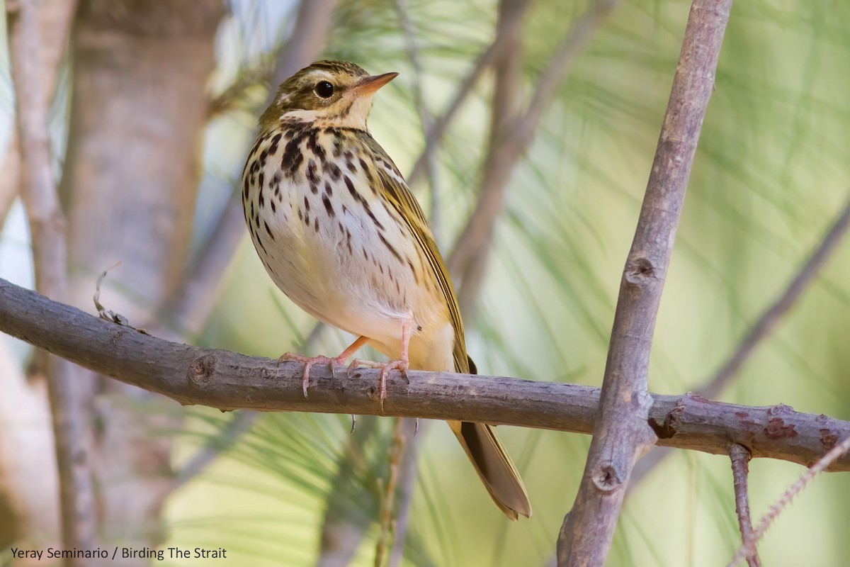 Olive-backed Pipit - Yeray Seminario