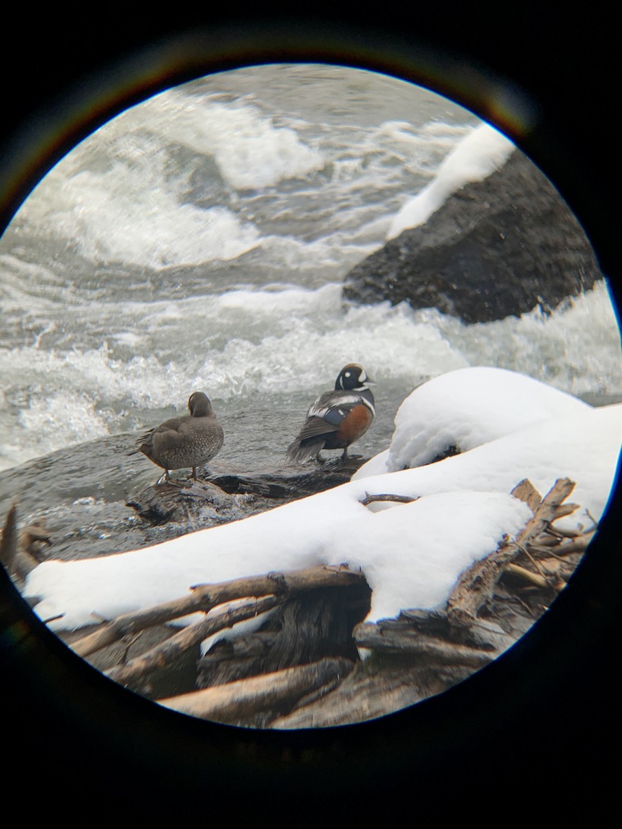 Harlequin Duck - ML241014071