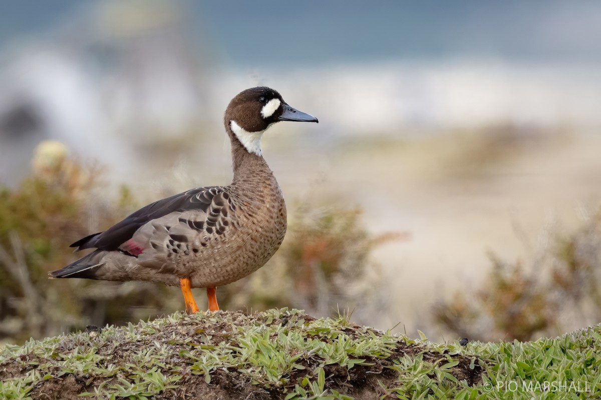 Spectacled Duck - Pio Marshall