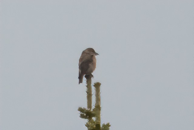 Cassia Crossbill - ML241014971