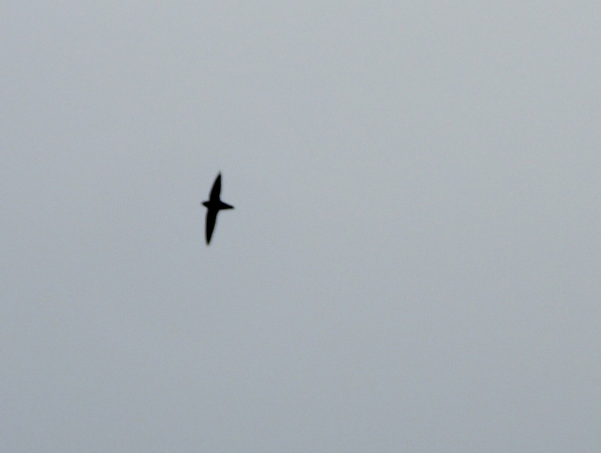 Chimney Swift - ML241016401