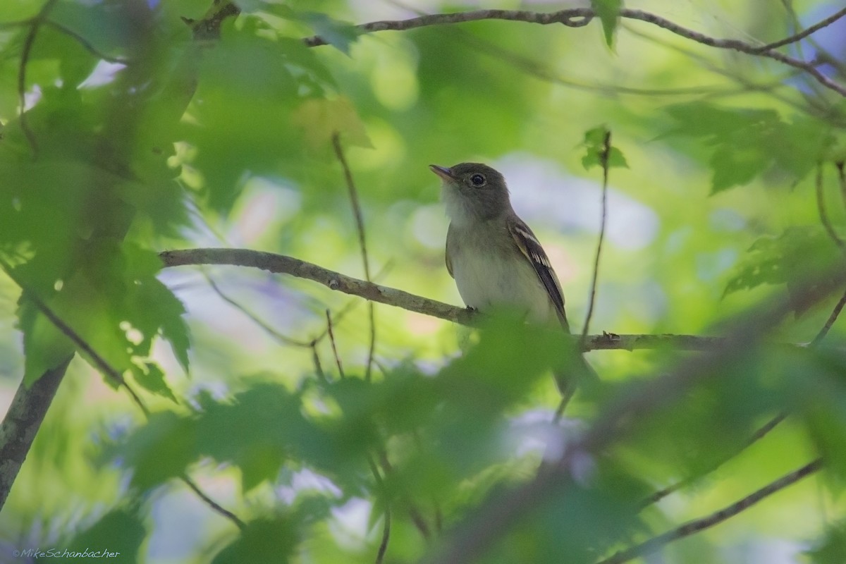 Acadian Flycatcher - ML241018331