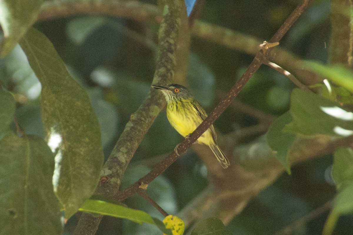 Spotted Tody-Flycatcher - ML241018471