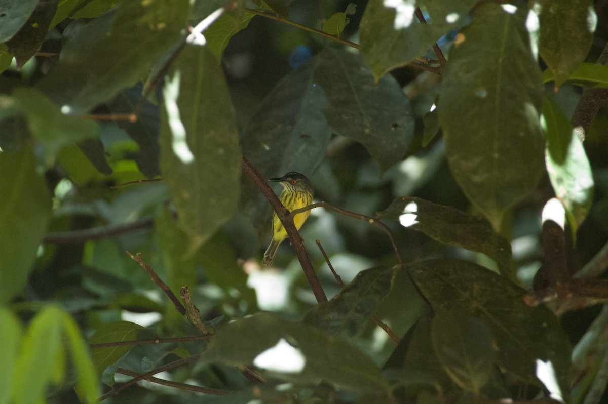 Spotted Tody-Flycatcher - ML241018481