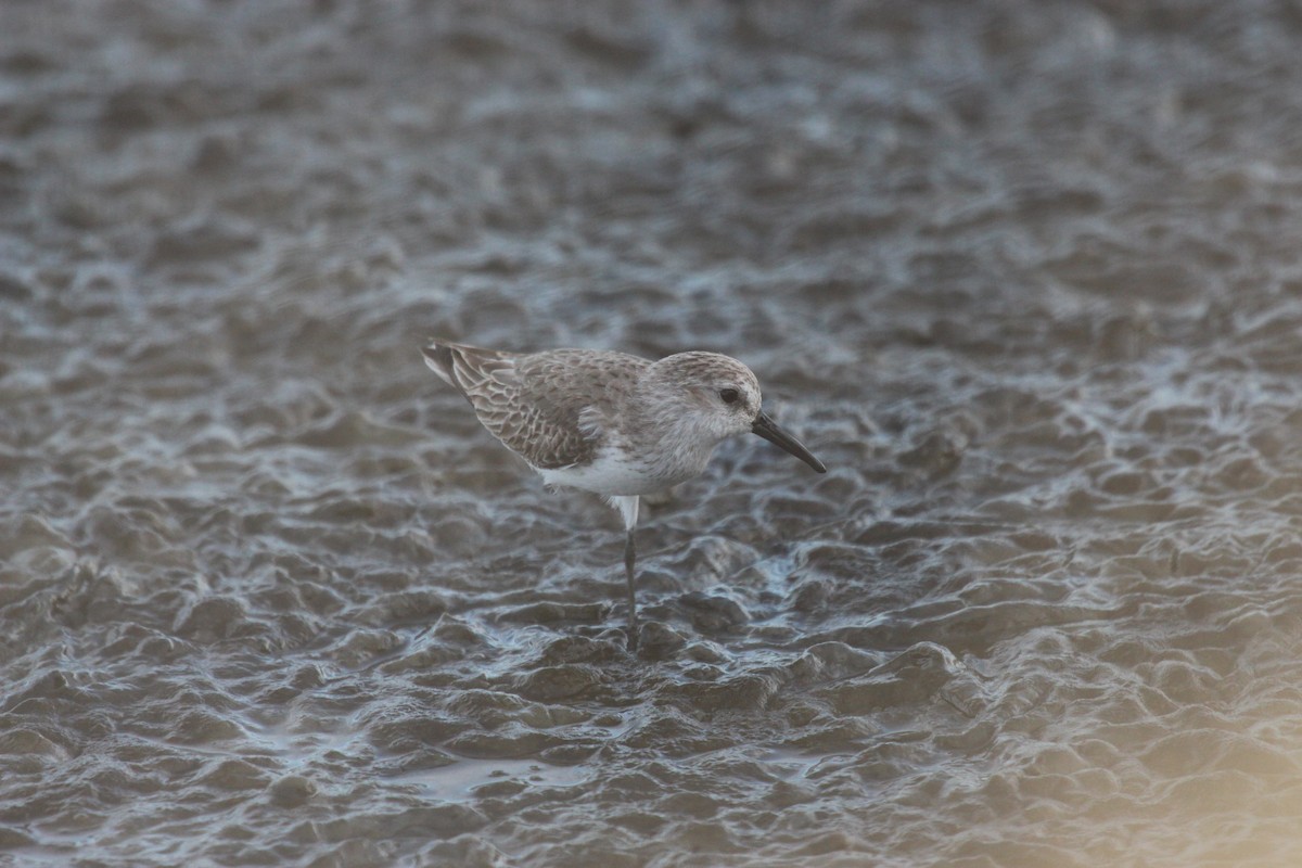 Western Sandpiper - ML24101961