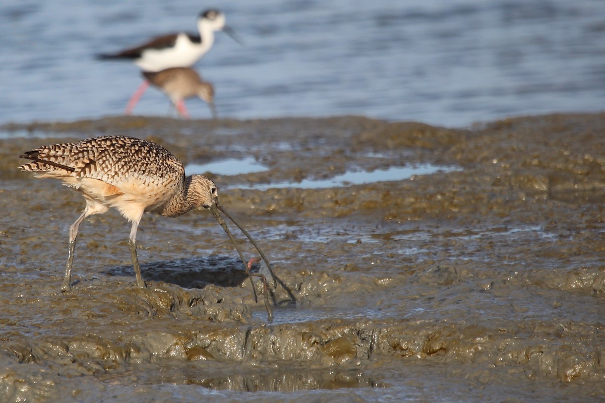 Long-billed Curlew - ML24101981