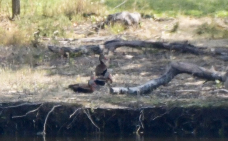 Black-bellied Whistling-Duck - Alissa Kegelman