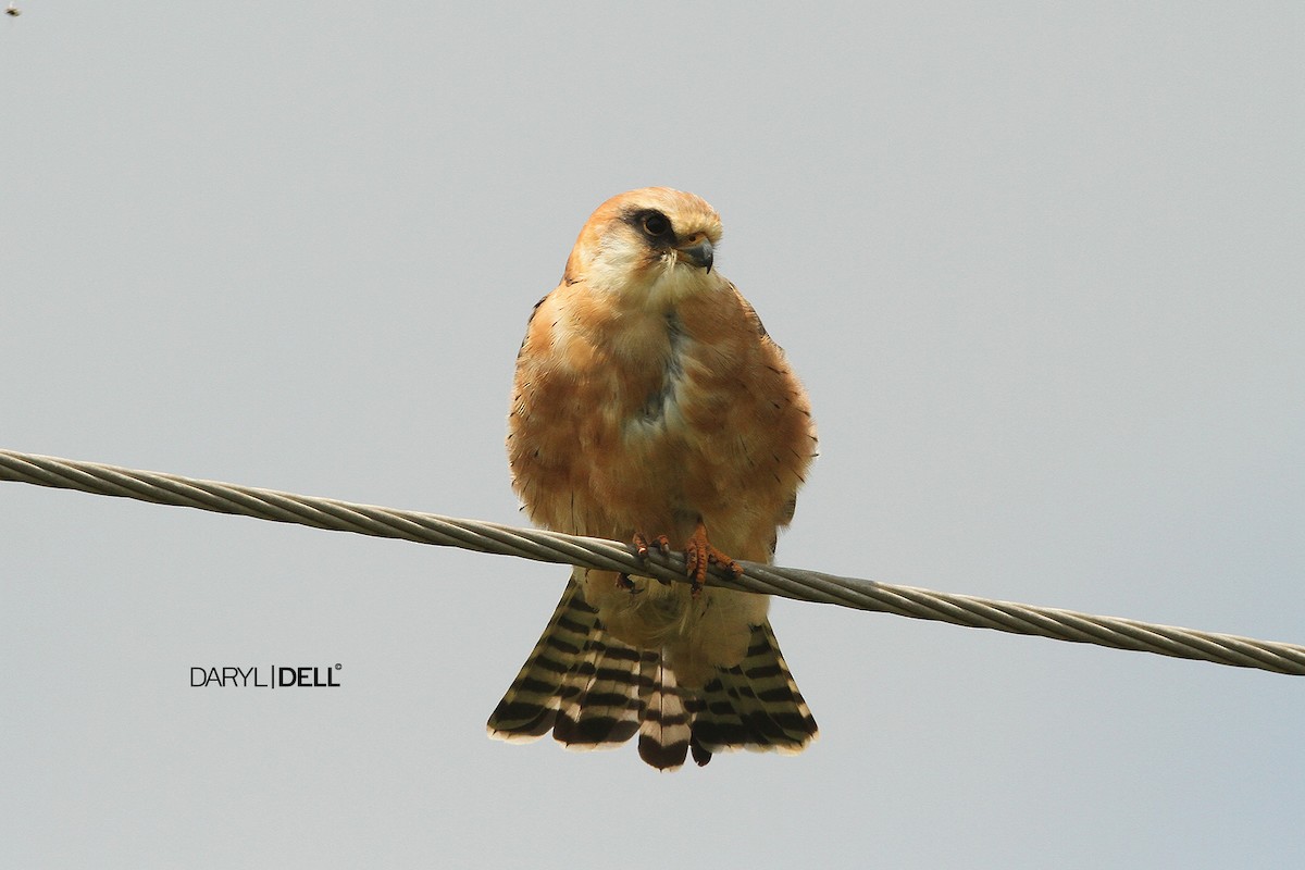 Red-footed Falcon - ML24102191