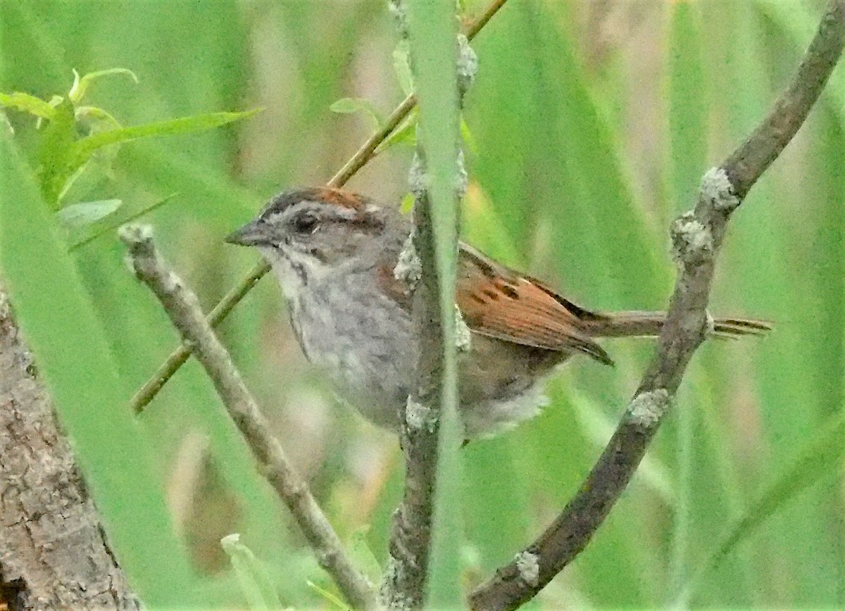 Swamp Sparrow - ML241022311