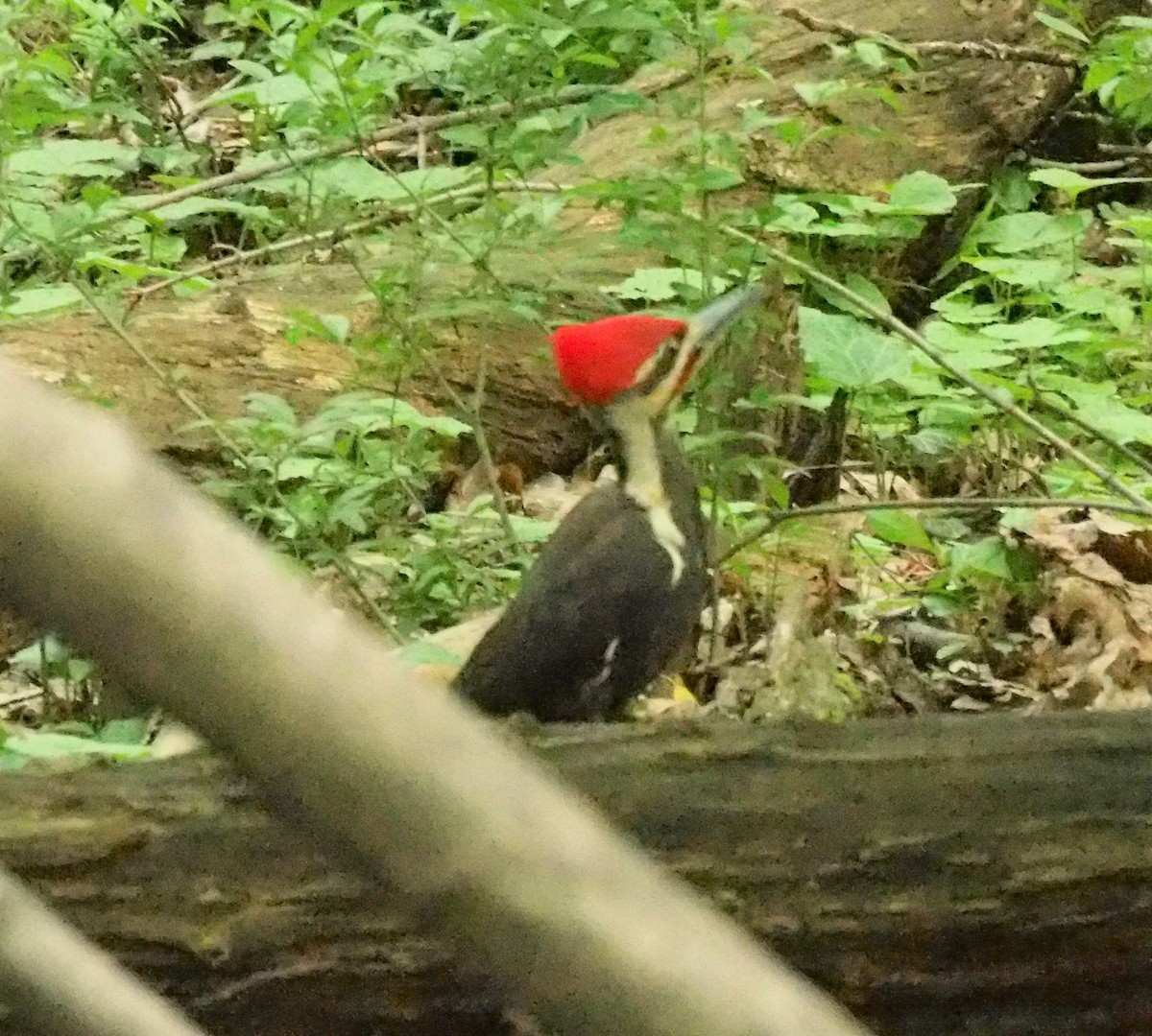 Pileated Woodpecker - ML241022381