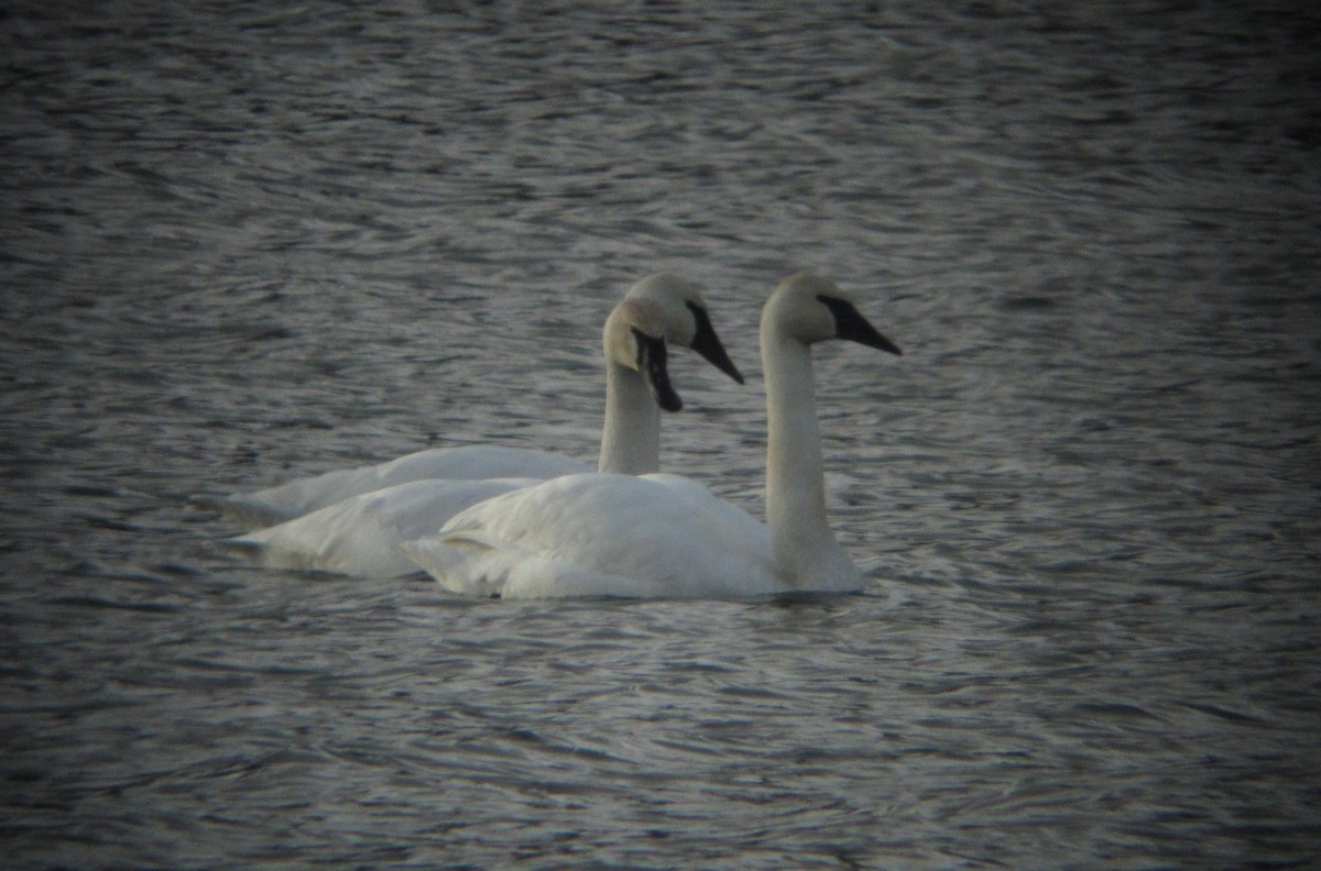 Trumpeter Swan - Richard MacIntosh