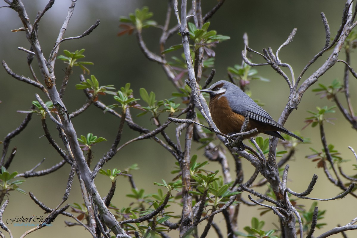 Giant Conebill - ML241024621