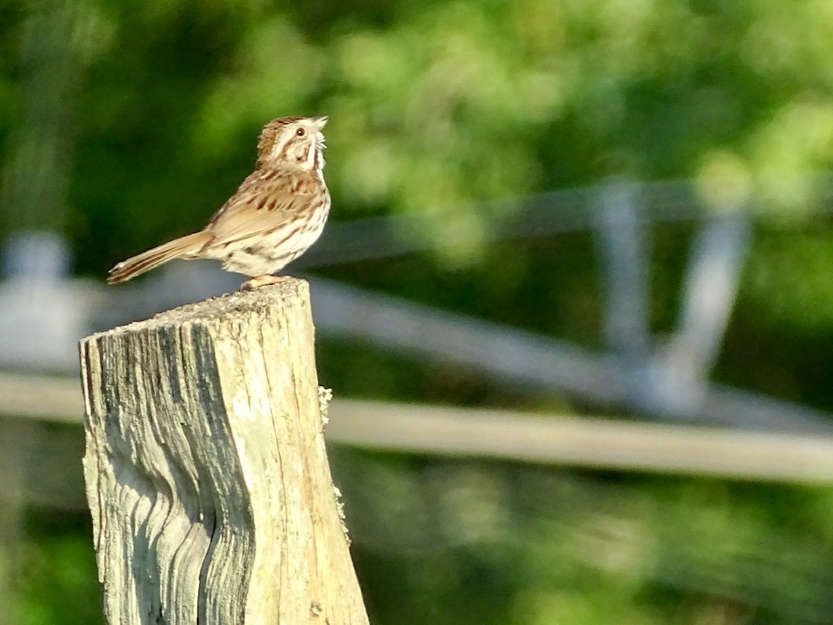 Song Sparrow - ML241026371