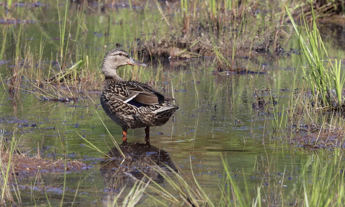 Mallard - ML241027771