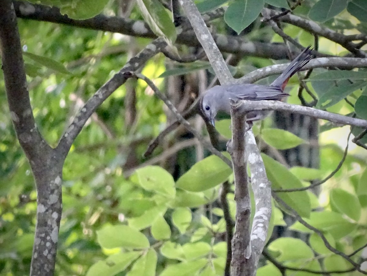 Gray Catbird - ML241029841