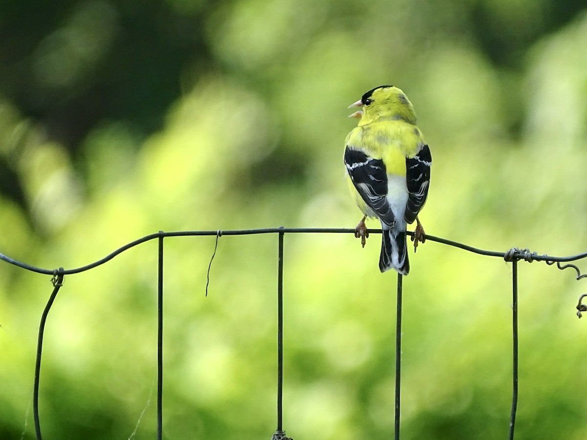 American Goldfinch - ML241029881