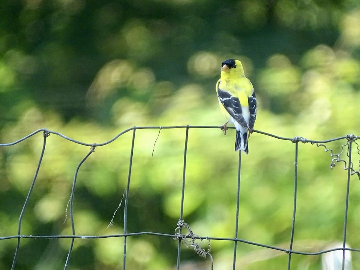 American Goldfinch - ML241029891