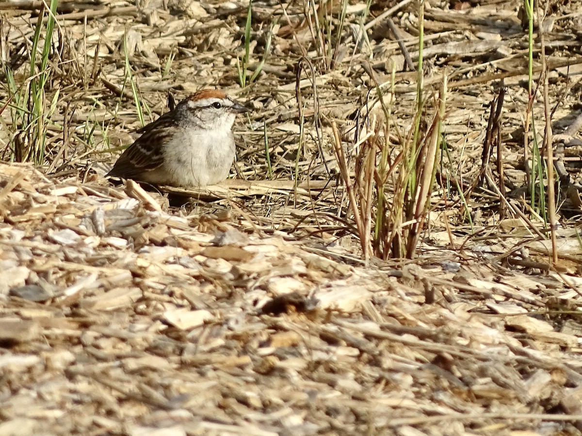 Chipping Sparrow - ML241030391