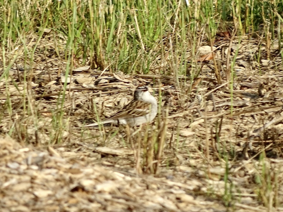 Chipping Sparrow - ML241030541