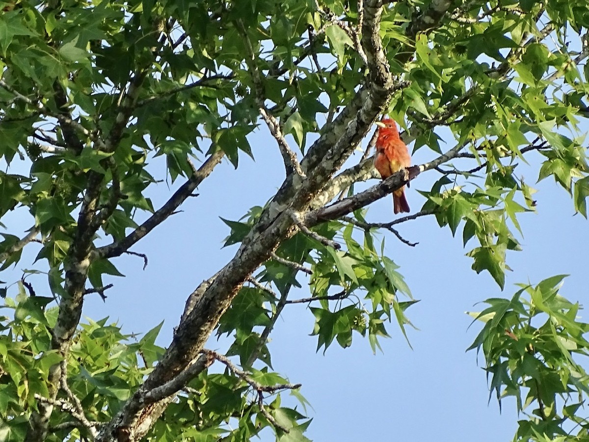 Piranga Roja - ML241030601