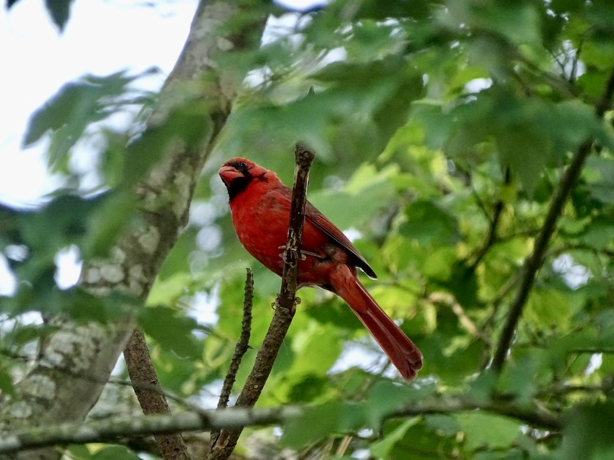 Northern Cardinal - ML241030811