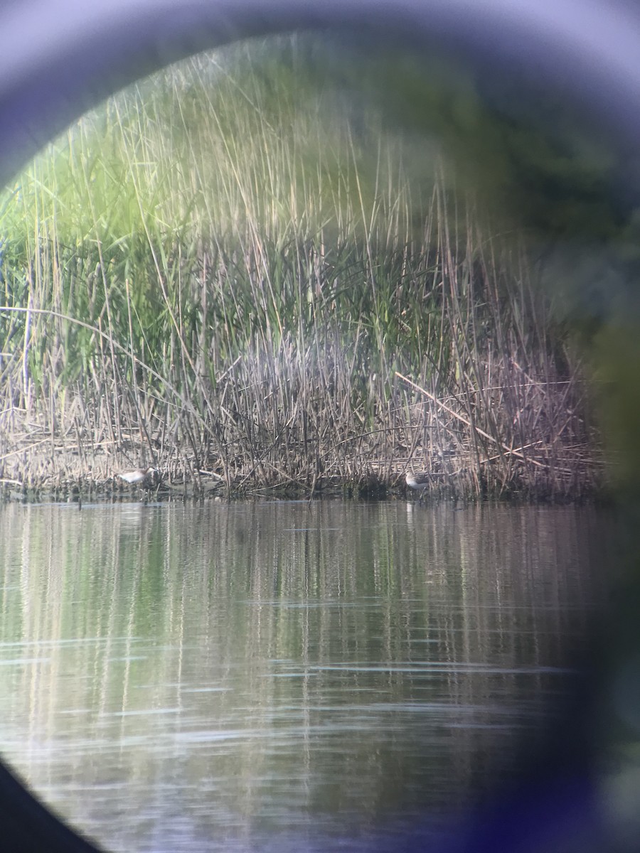 Phalarope de Wilson - ML241030941