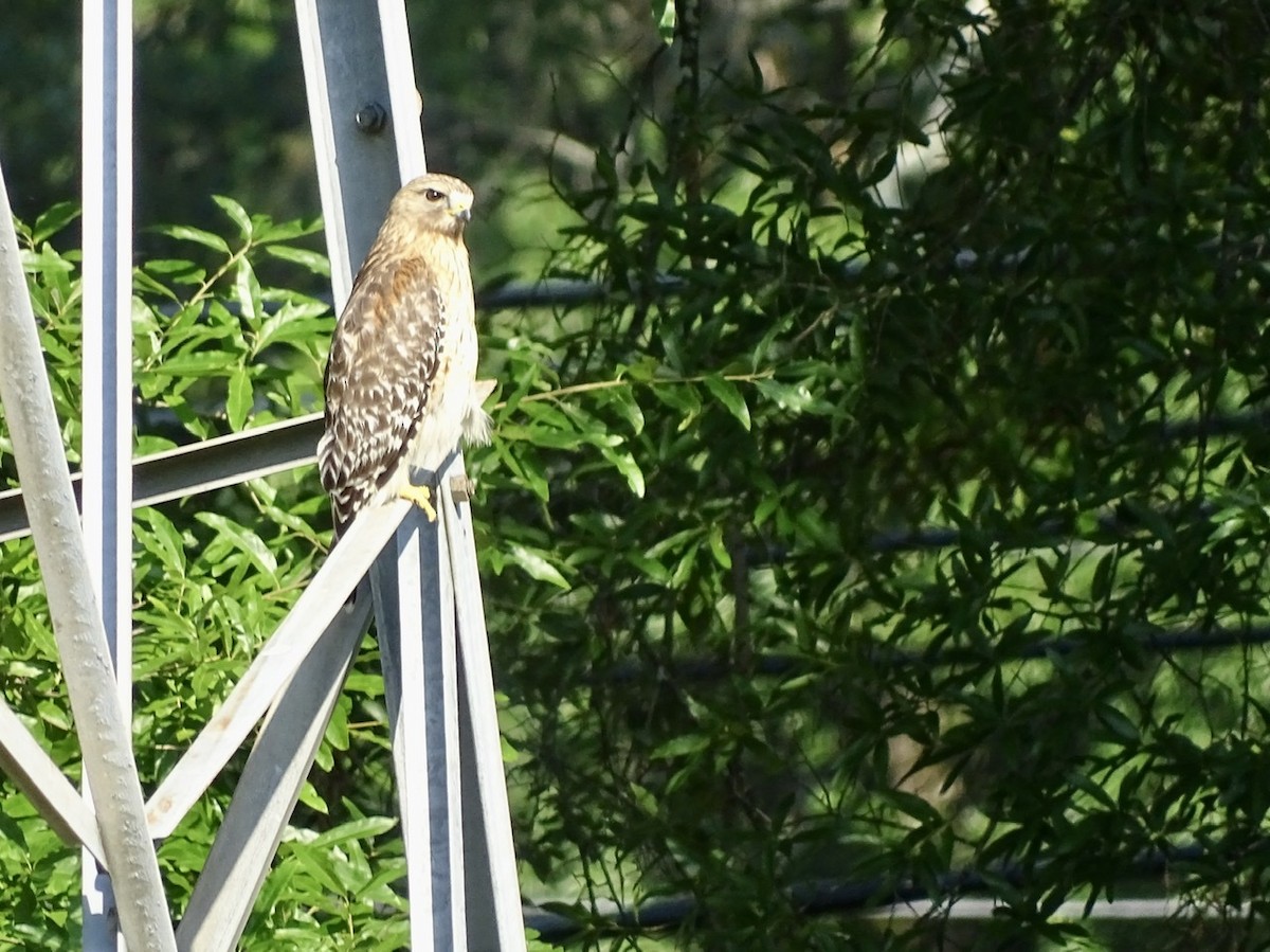 Red-shouldered Hawk - ML241031181