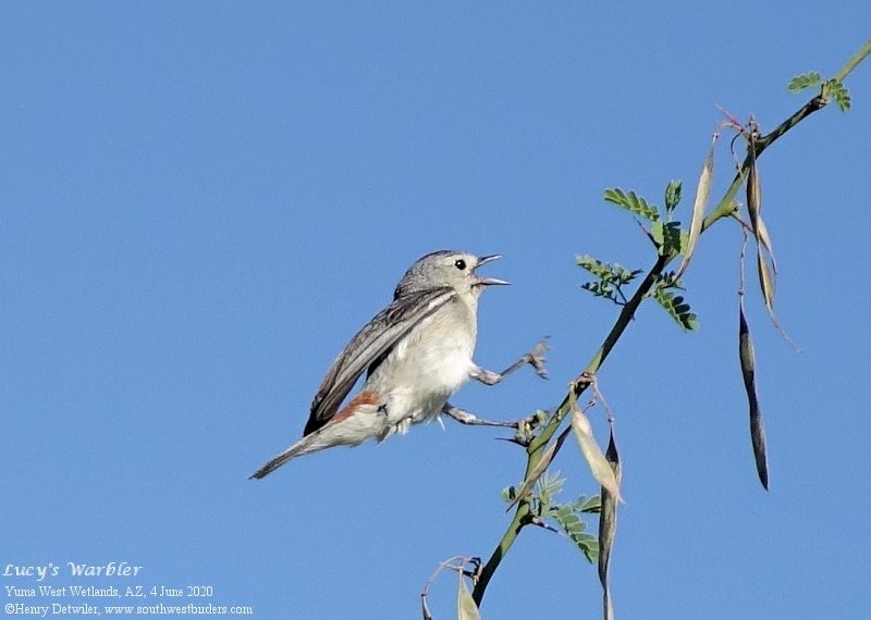 Lucy's Warbler - Henry Detwiler