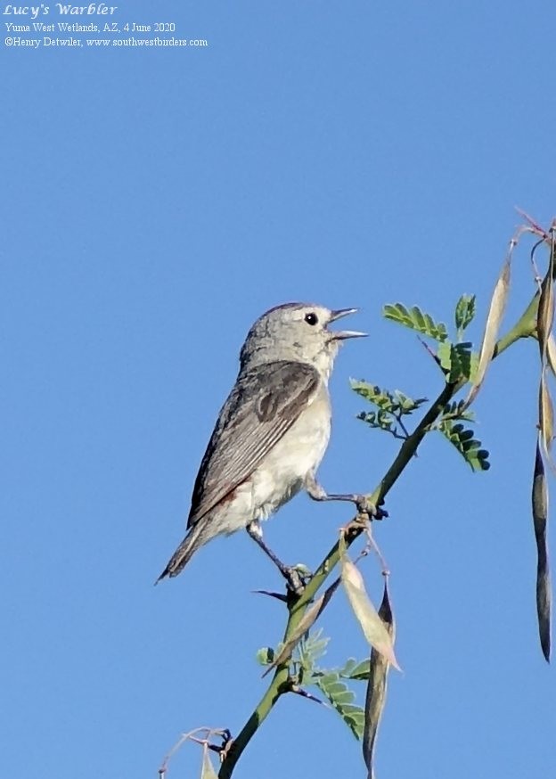 Lucy's Warbler - ML241031221