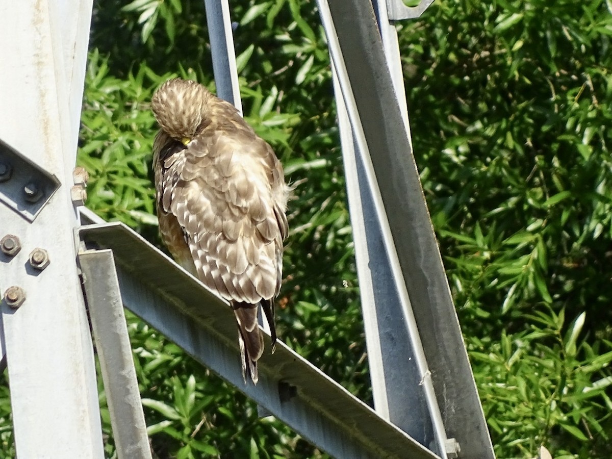 Red-shouldered Hawk - ML241031271